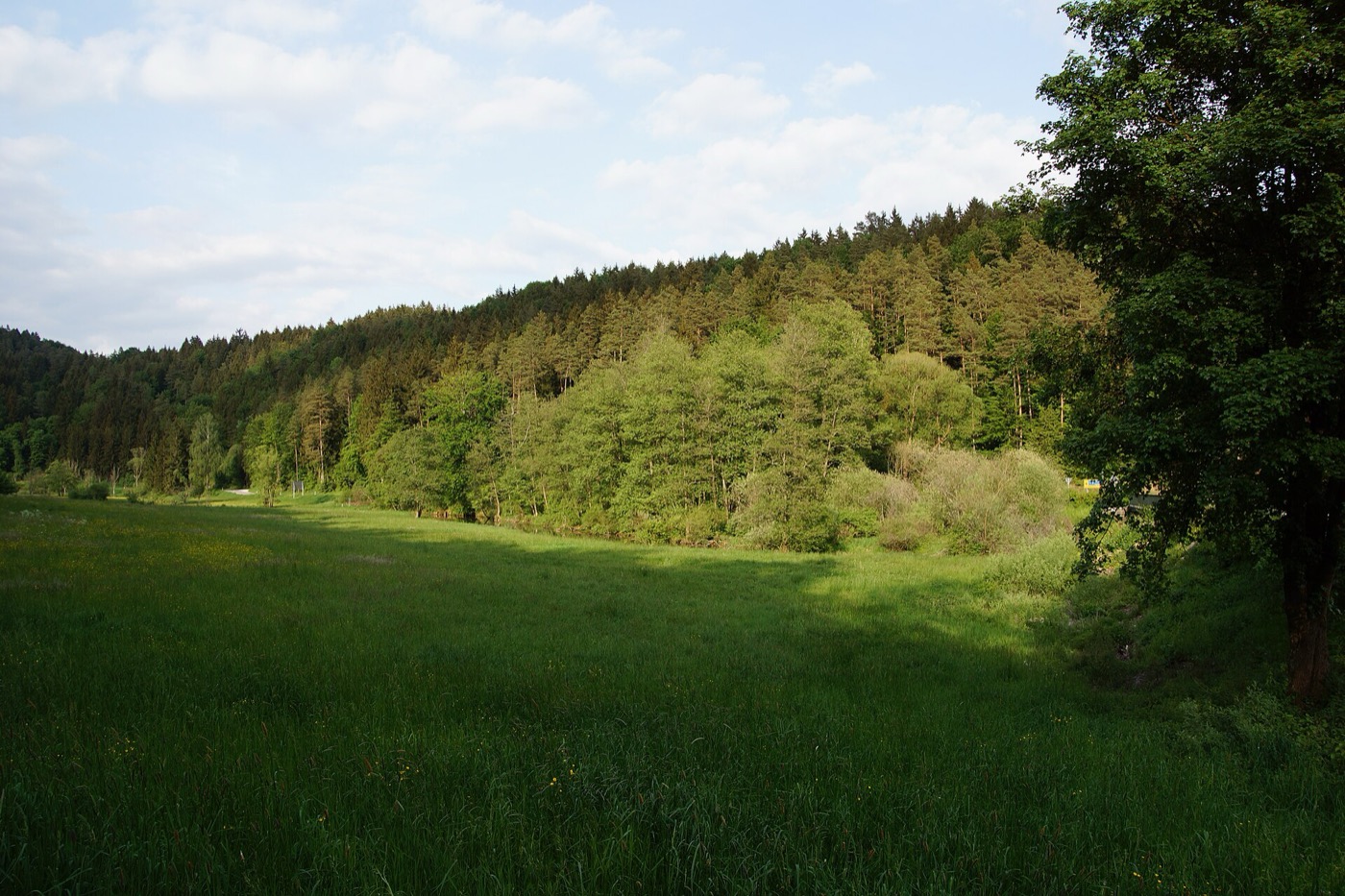Sommerliche Wiesen und Wald bei Lauterhofen zum Radfahren